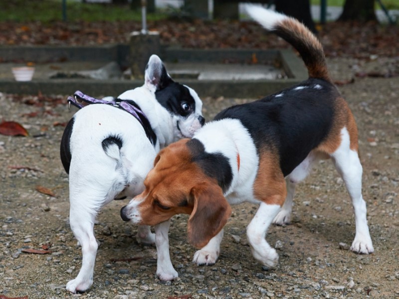 analne žlijezde kod psa proizvode jedinstvan miris za svakog psa