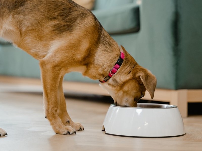 Mokra hrana za pse u raznim oblicima