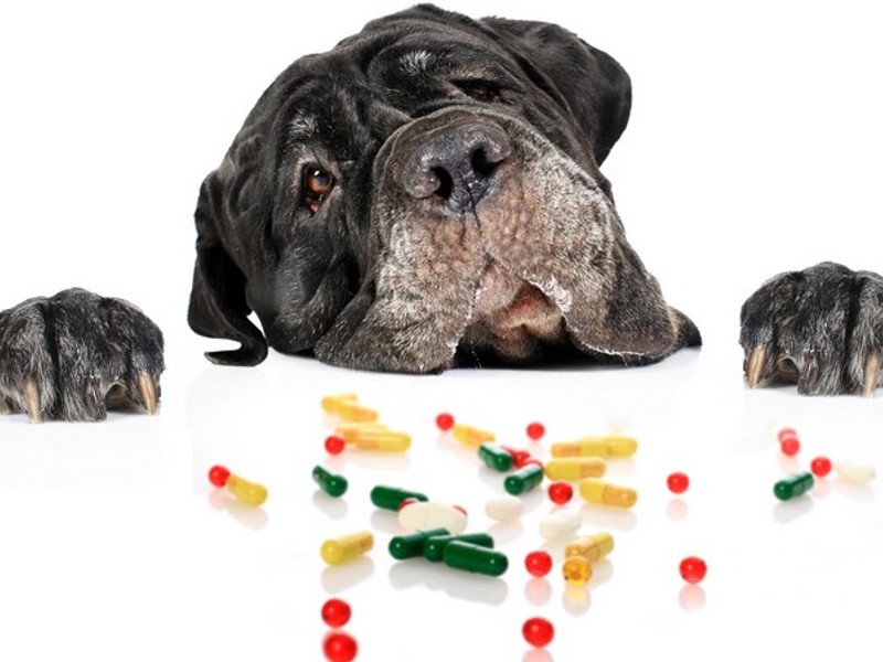 vitamina za pse kako bi se zadovoljile nutritivne potrebe pasa 