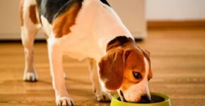 najbolja hrana za pse u Hrvatskoj