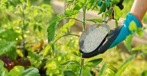 najbolja mineralna gnojiva